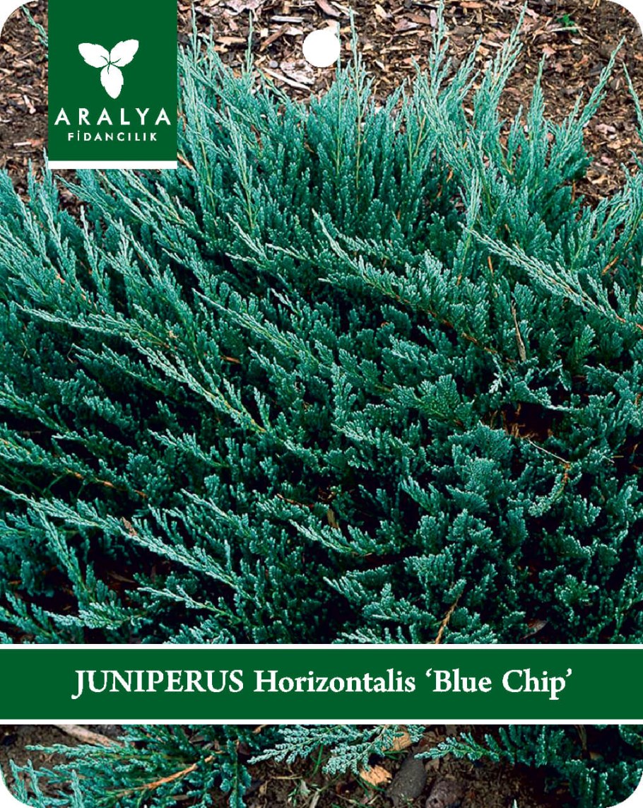 Можжевельник Винтер Блю