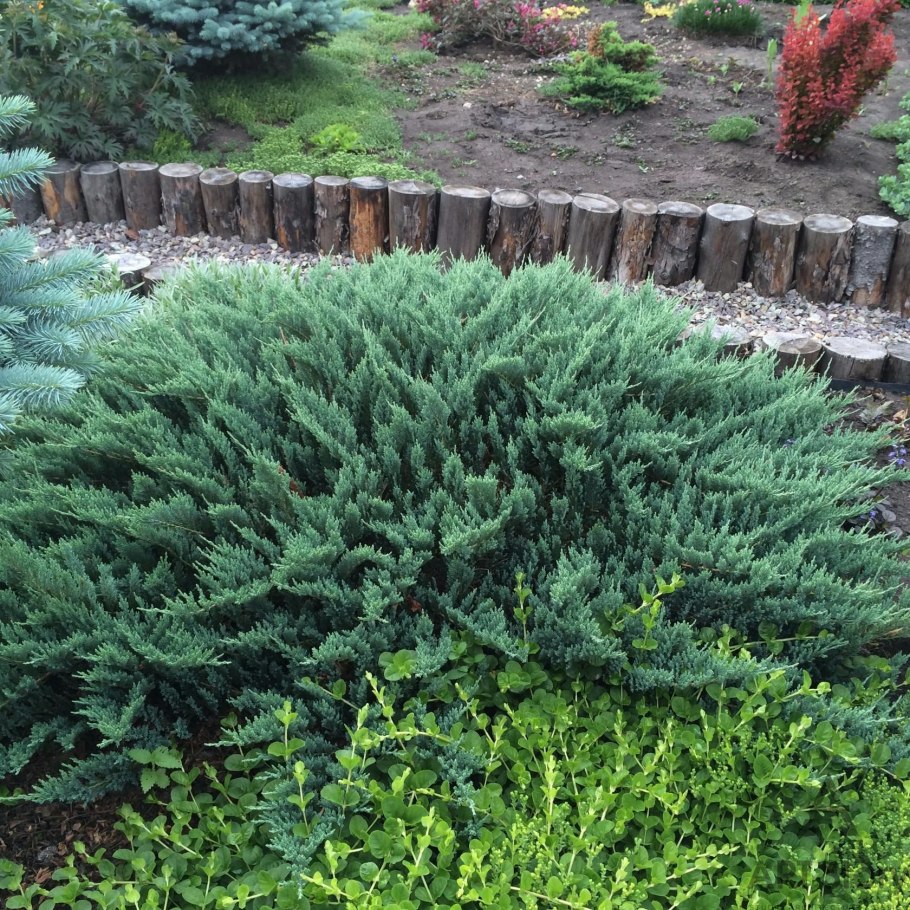 Можжевельник чешуйчатый "Блу Стар"