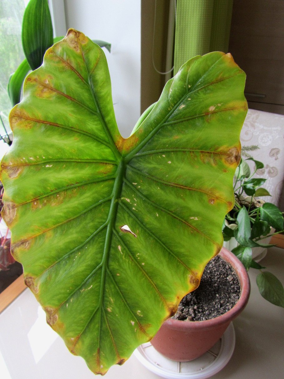 Алоказия Сильвер Небула