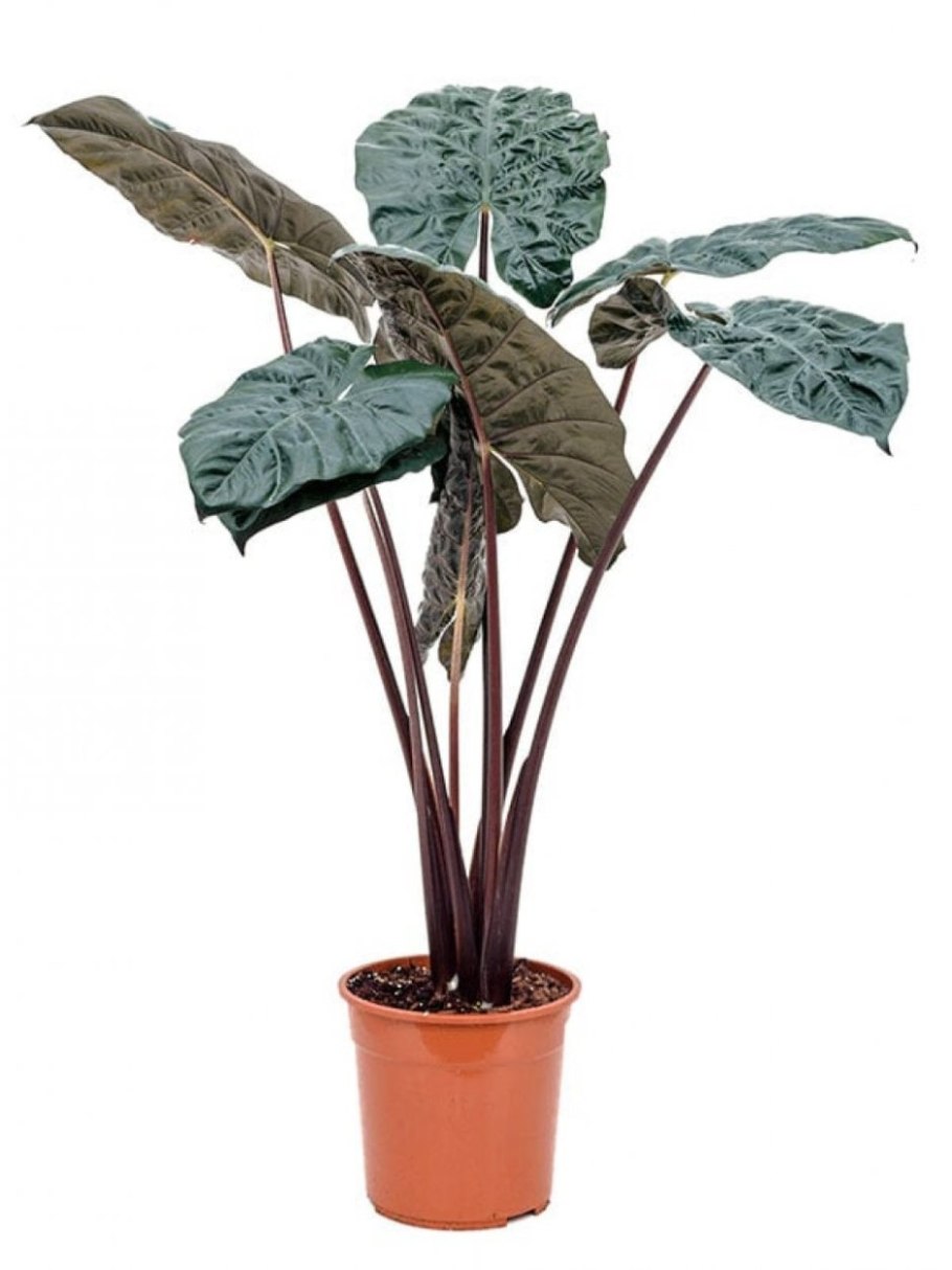 Алоказия Жаклин