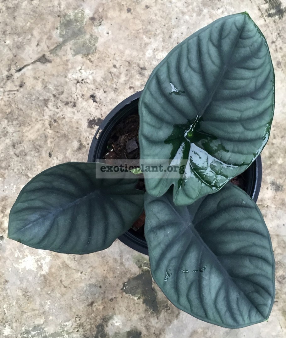 Алоказия Сильвер Небула