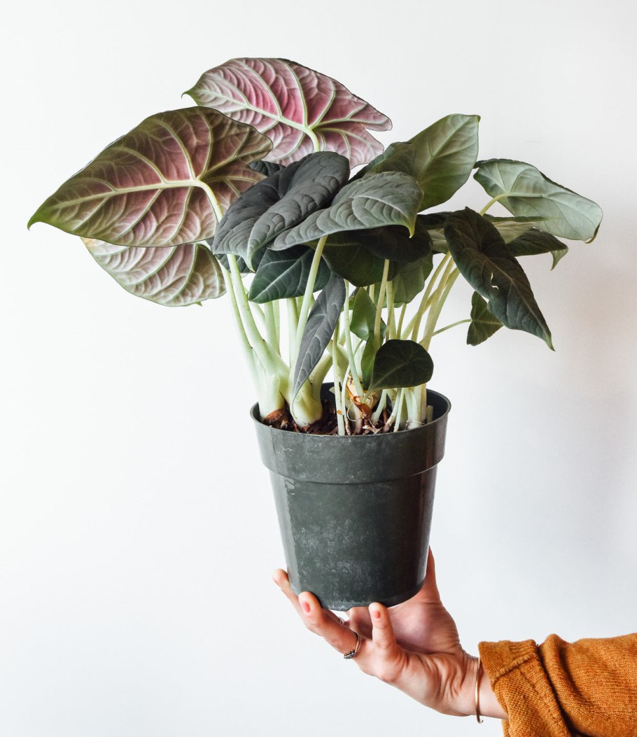 Алоказия Жаклин