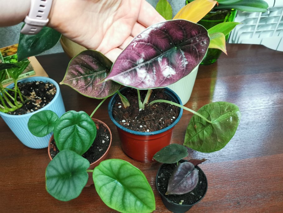 Алоказия курли Бамбино