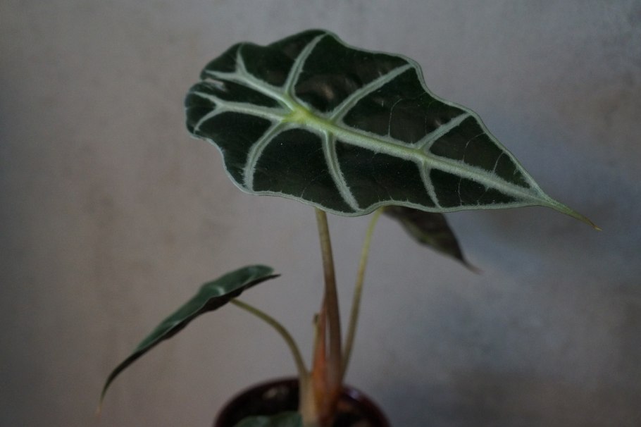 Алоказия Jacklin