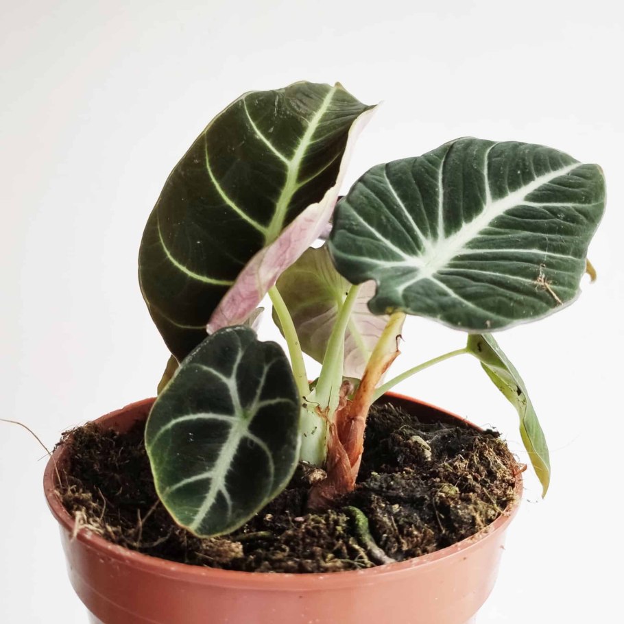 Alocasia Regal Shields