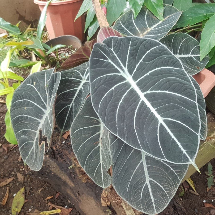 Alocasia Nebula 'Imperialis'
