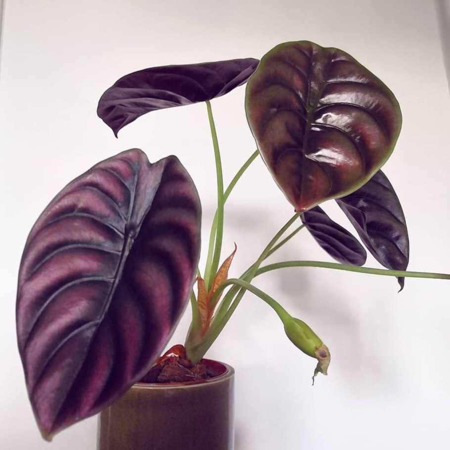 Алоказия Амазоника