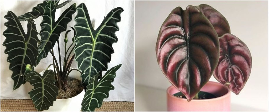 Алоказия Corazon