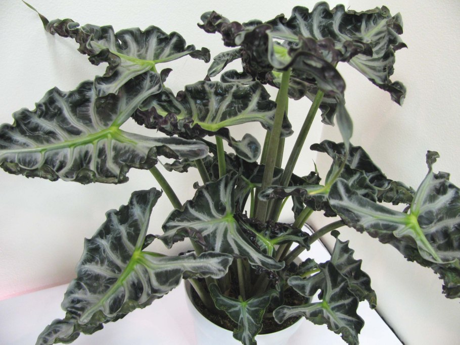 Алоказия эскулента