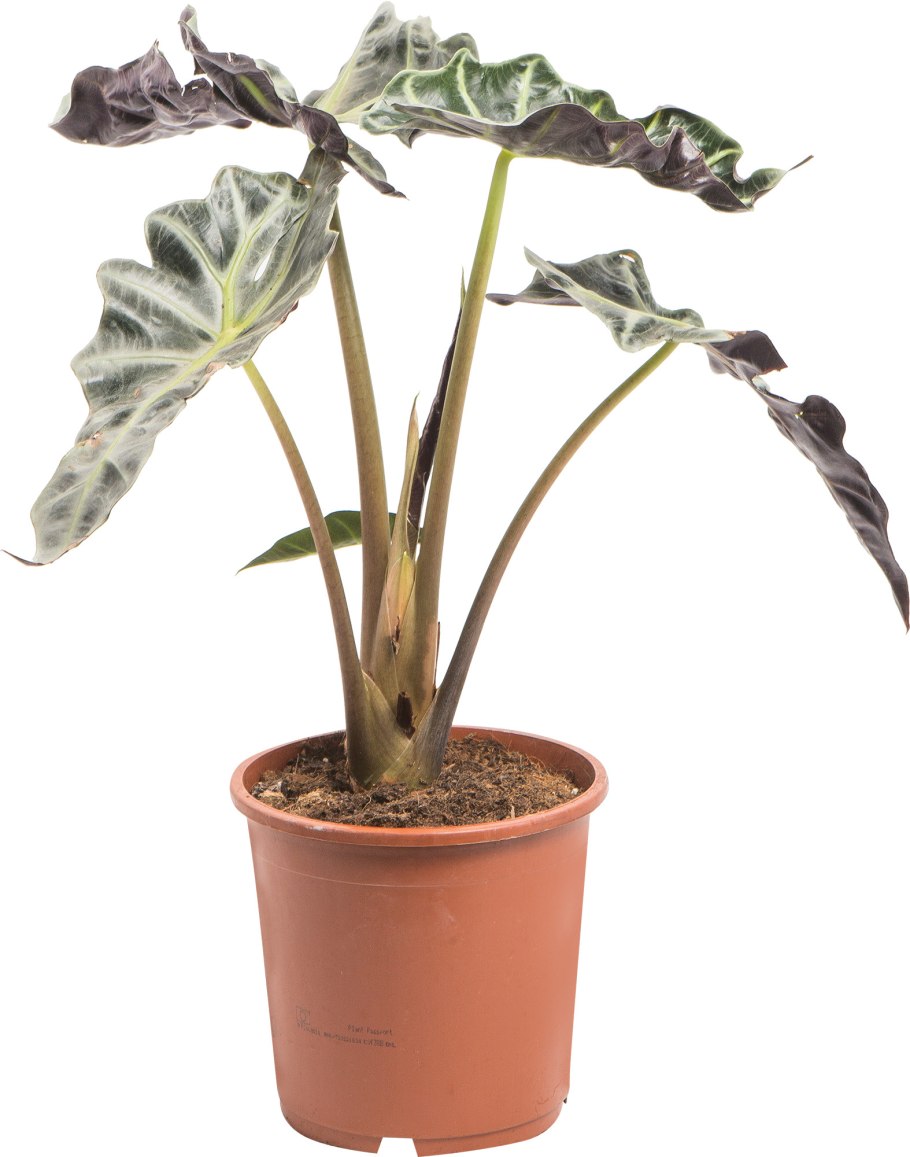 Алоказия Амазоника