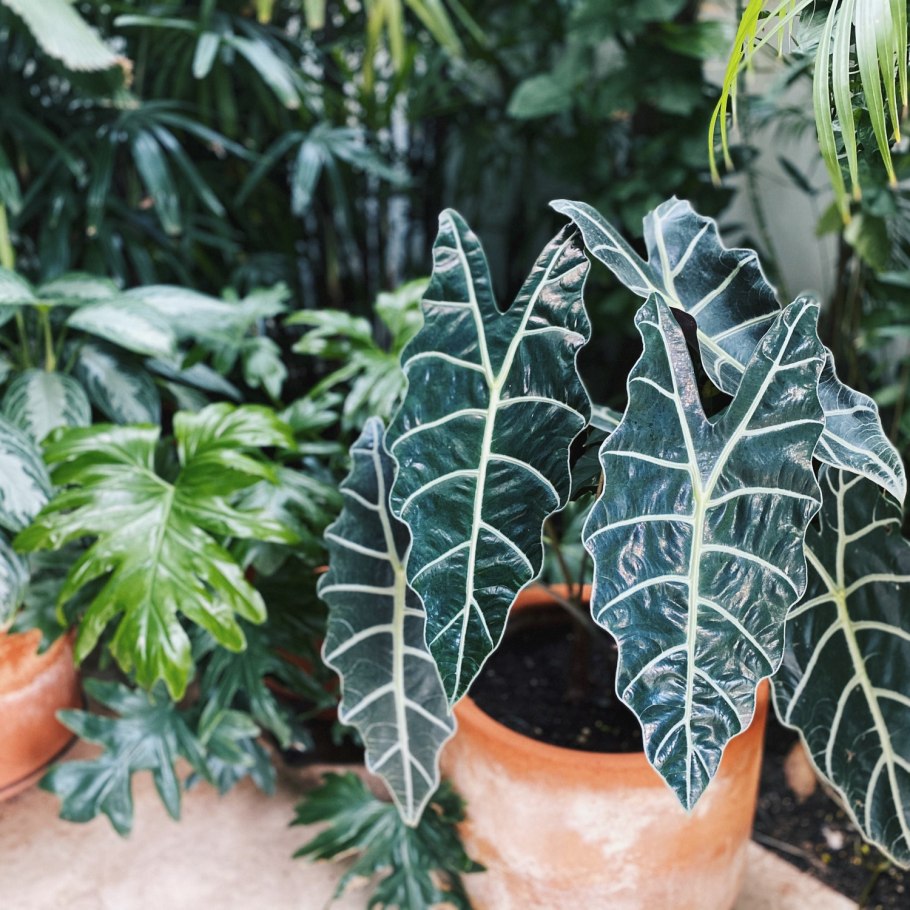 Колоказия АЛОХА