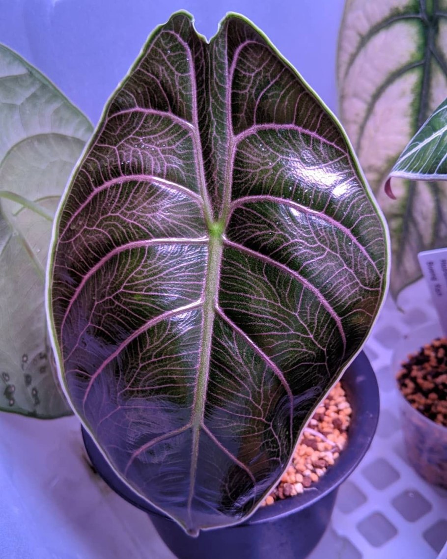 Алоказия Purple