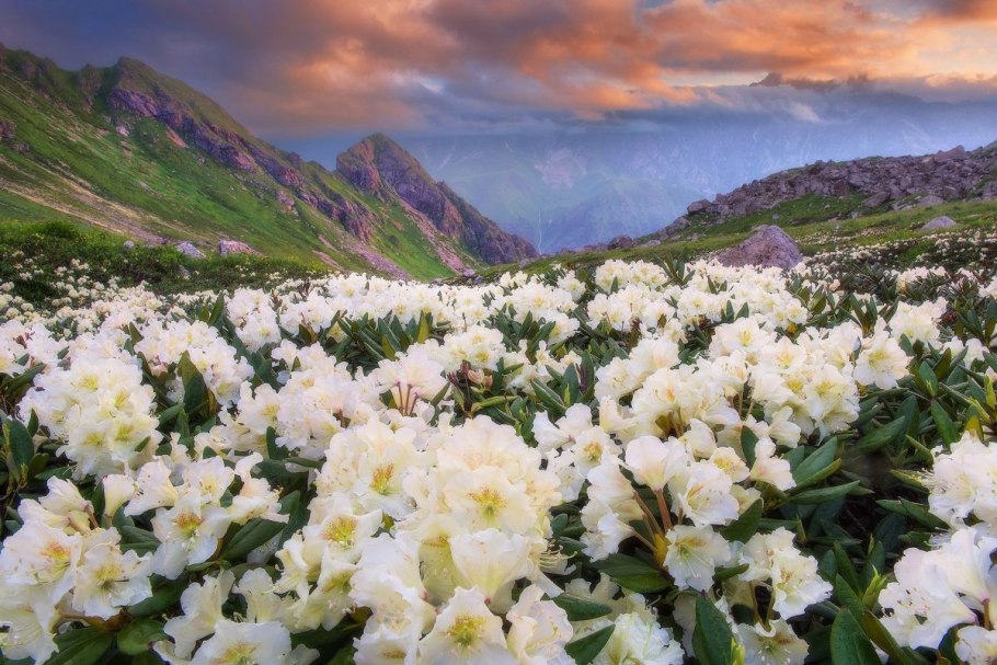 Рододендрон кавказский красная Поляна