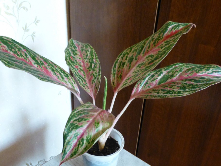 Аглаонема Sweet Orange