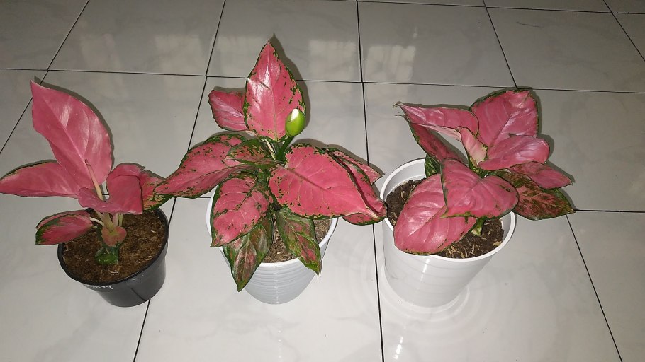 Растение аглаонема