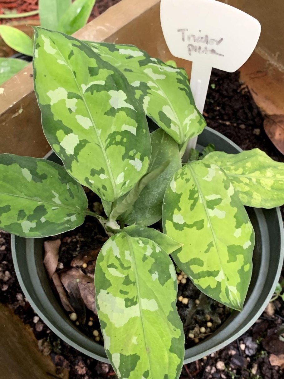 Аглаонема pictum tricolor