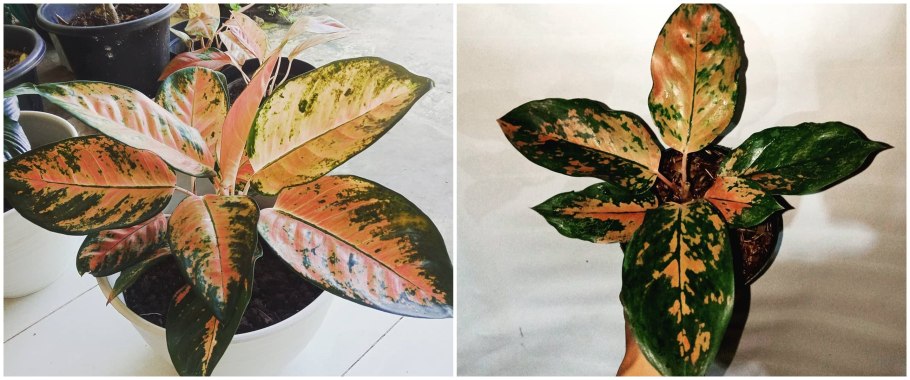 Аглаонема слоновьи уши