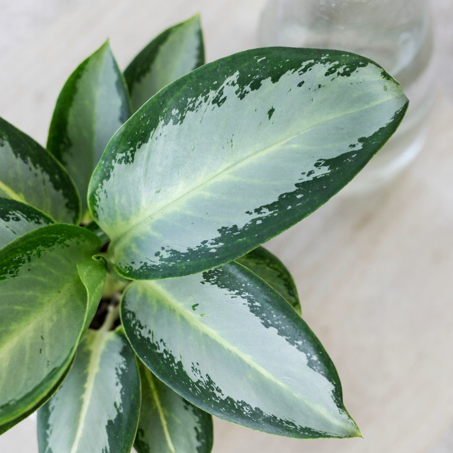 Аглаонема мородок лок