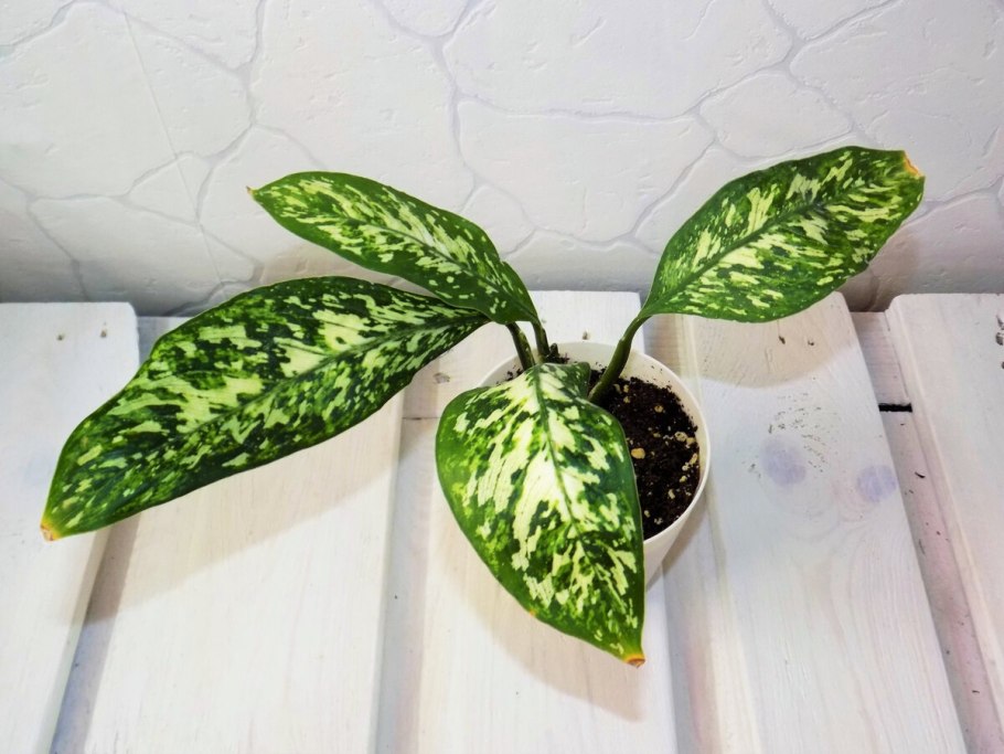 Диффенбахия каладиум