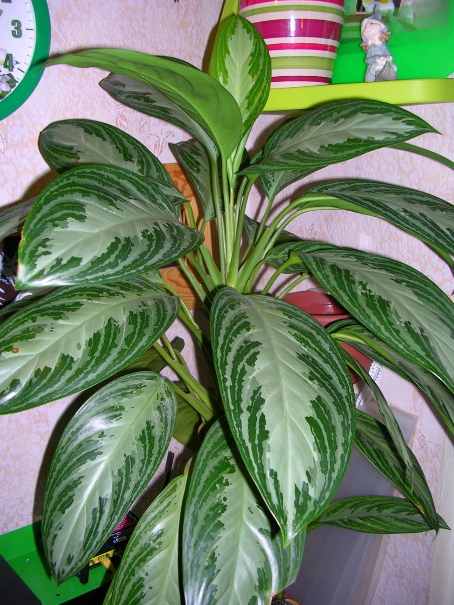 Аглаонема Люмина