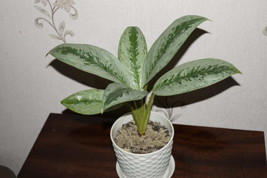 Каладиум Флорида Элис