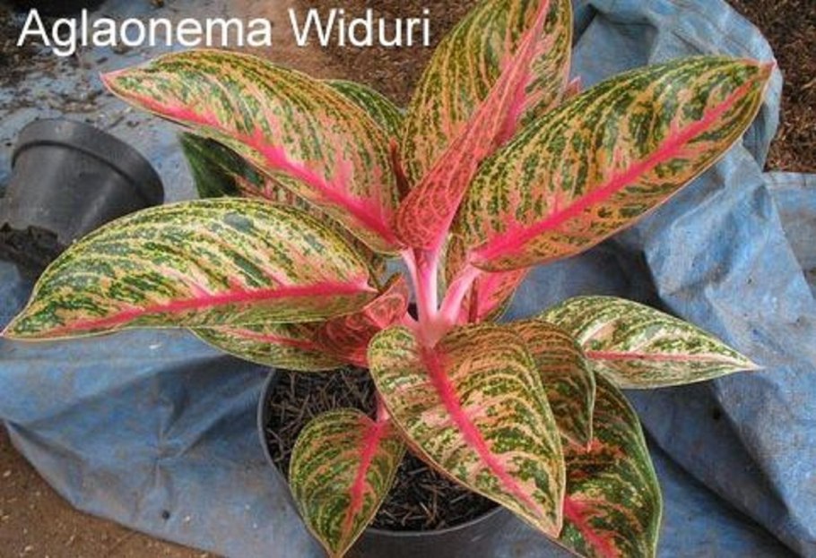 Аглаонема widuri