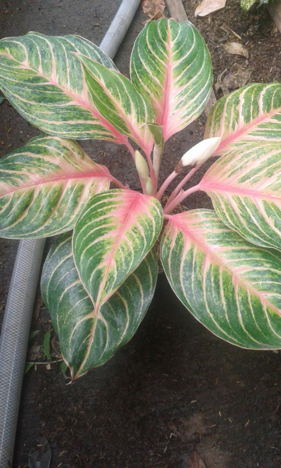 Аглаонема Фламинго