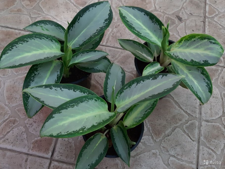 Аглаонема сорт уши слона