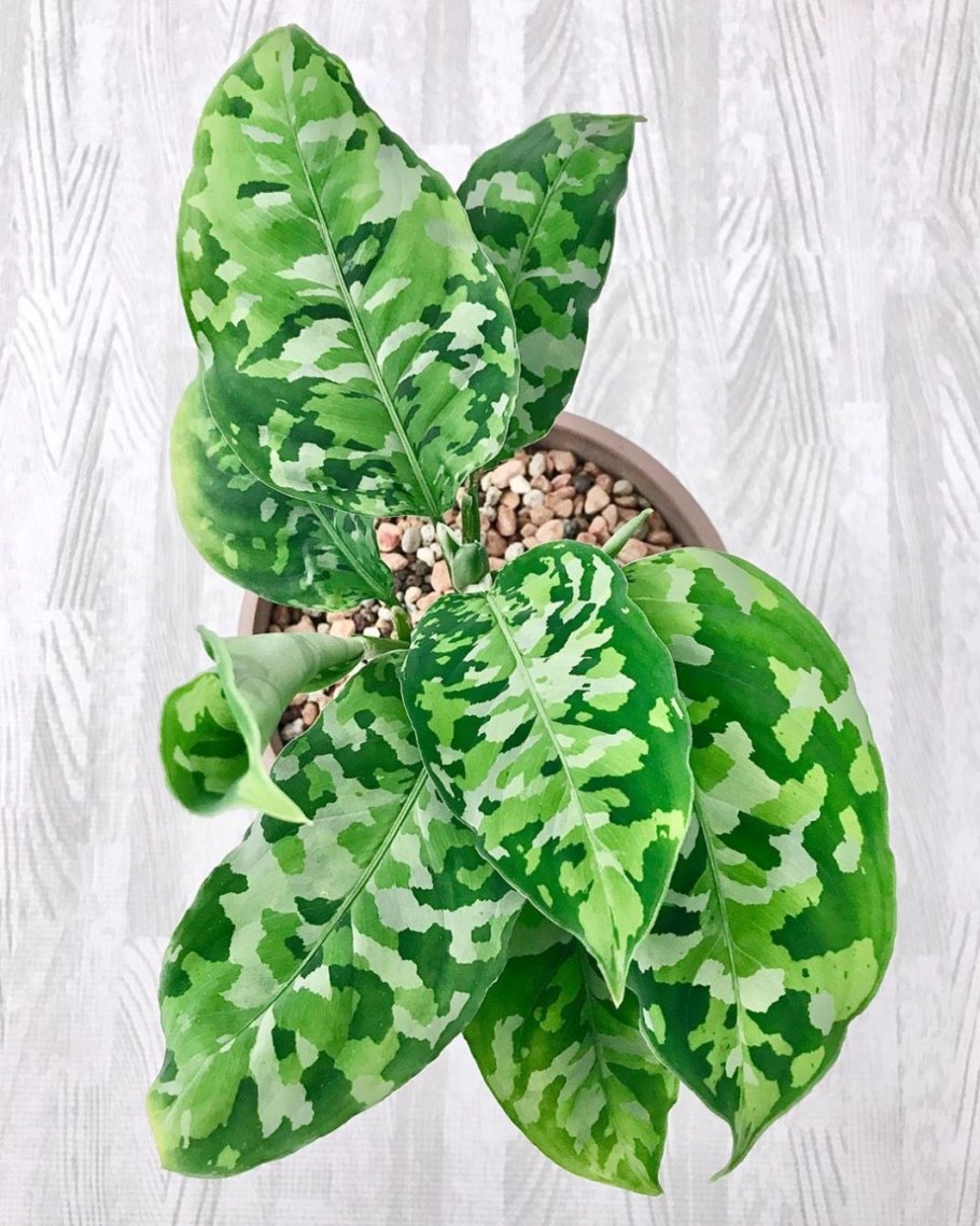 Аглаонема Widuri купить