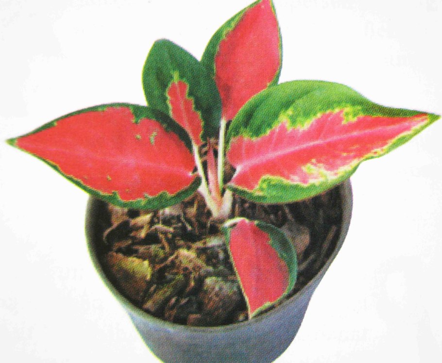 Аглаонема оранж Стар