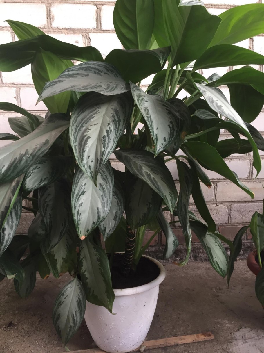 Аглаонема Лемон минт