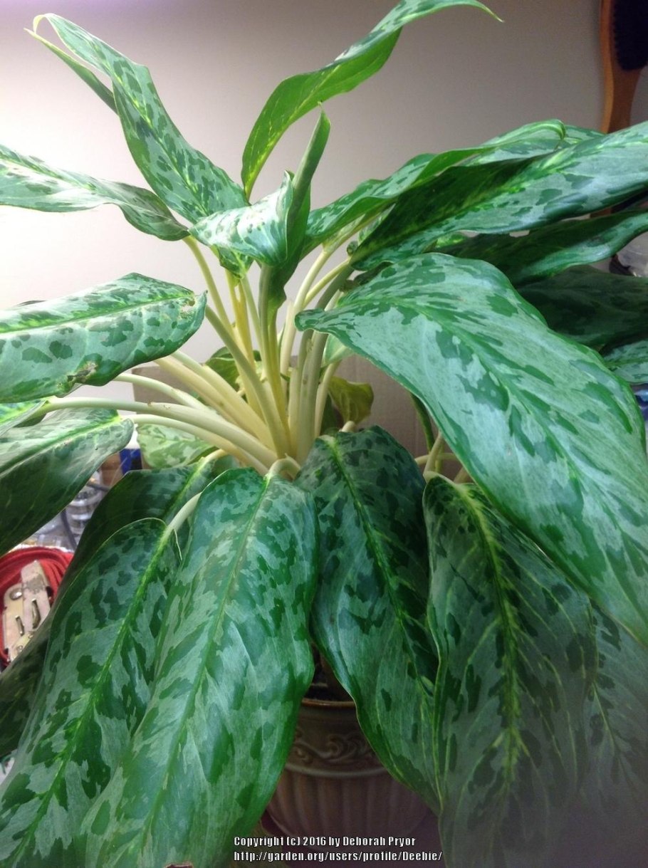 Комнатное растение аглаонема