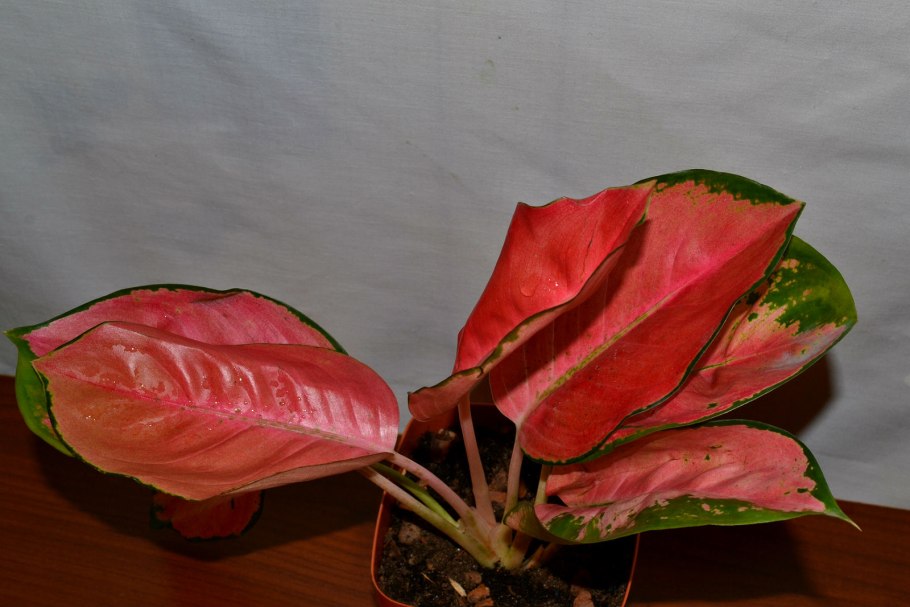 Аглаонема White Anyamanee