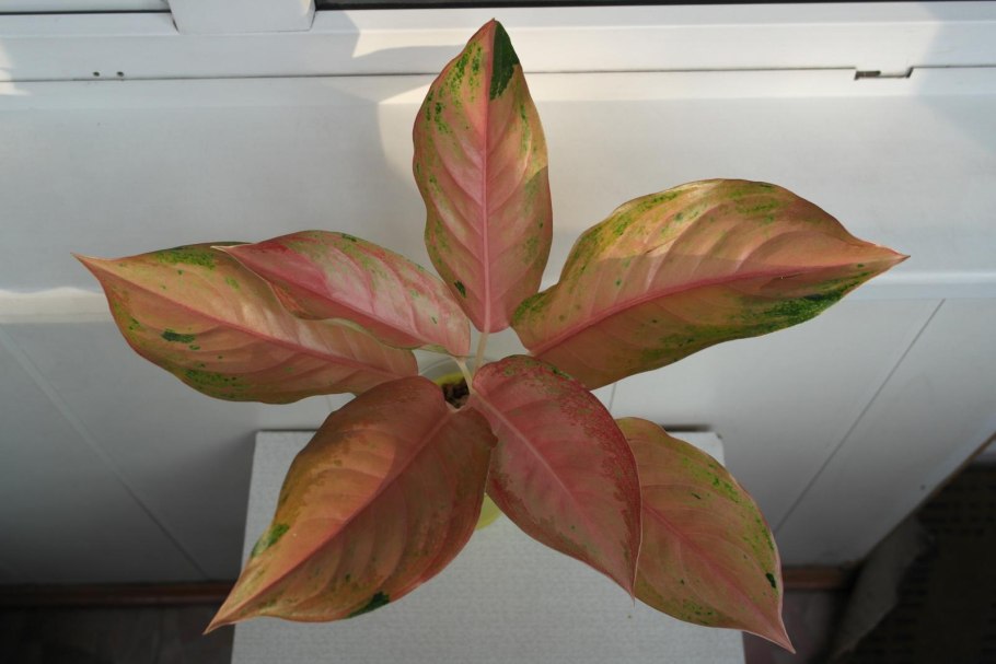 Аглаонема Грин Еллоу