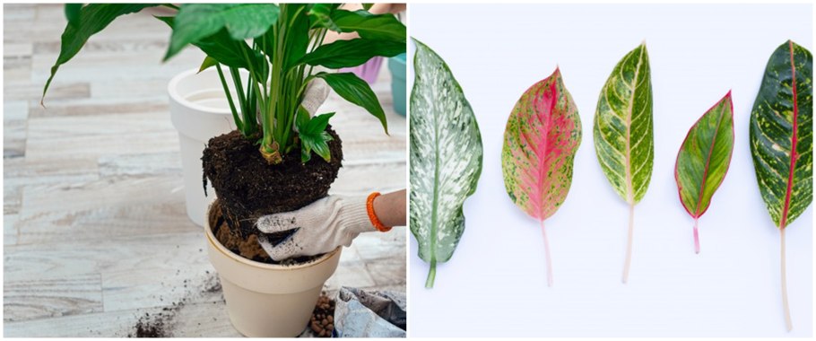 Аглаонема Lucky