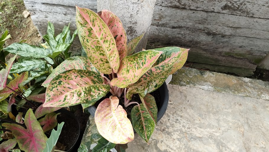 Фикус бенгальский Одри