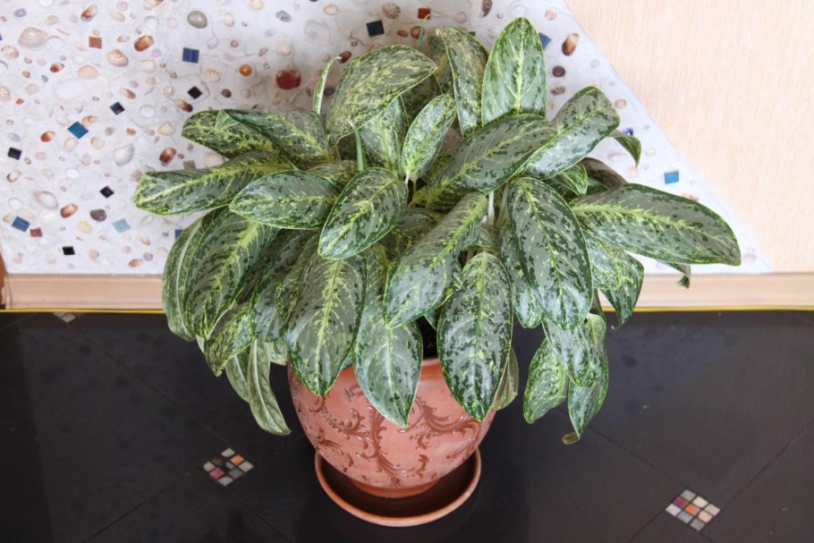 Аглаонема Солид ред