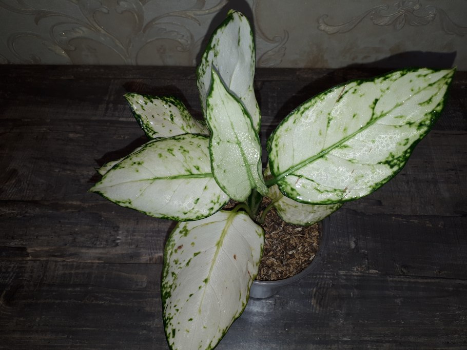 Аглаонема курчавая