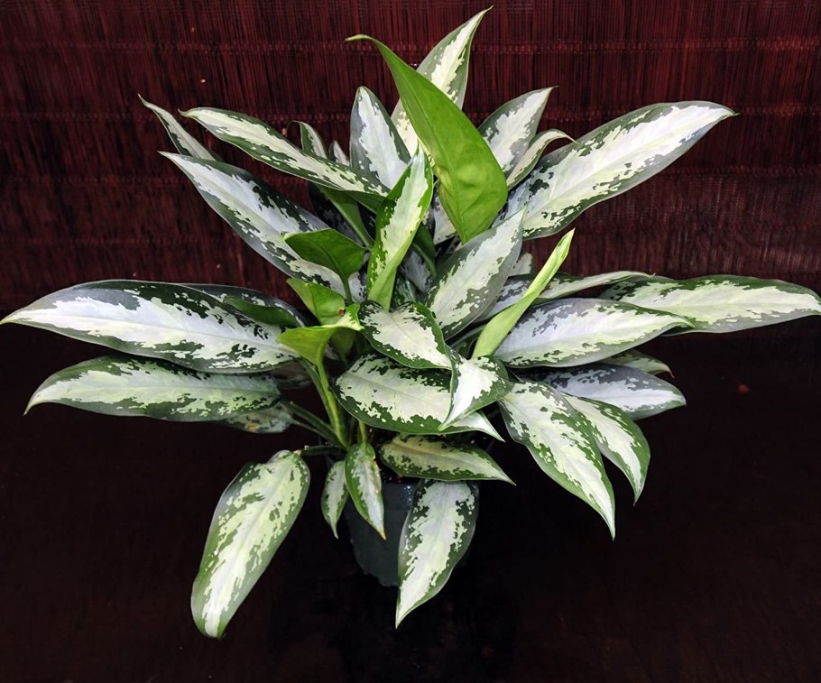 Аглаонема Сансея
