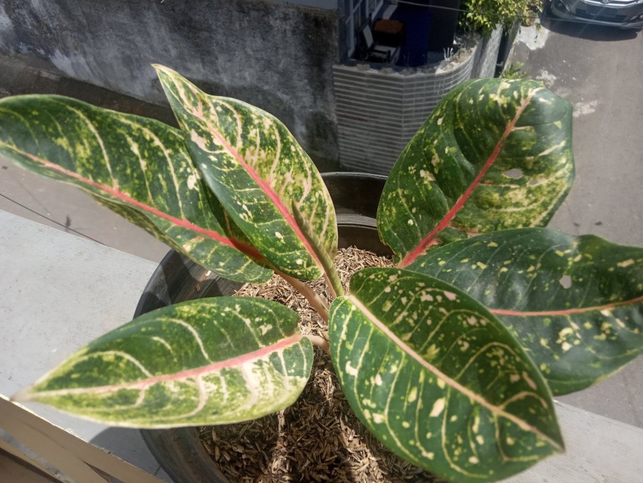 Аглаонема Тигрис