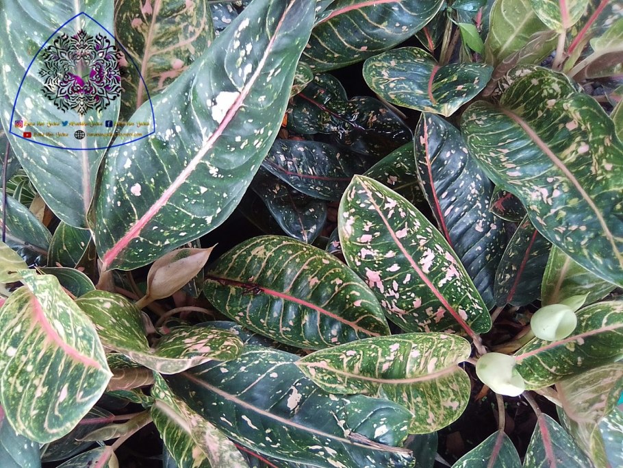 Аглаонема pictum Tricolor