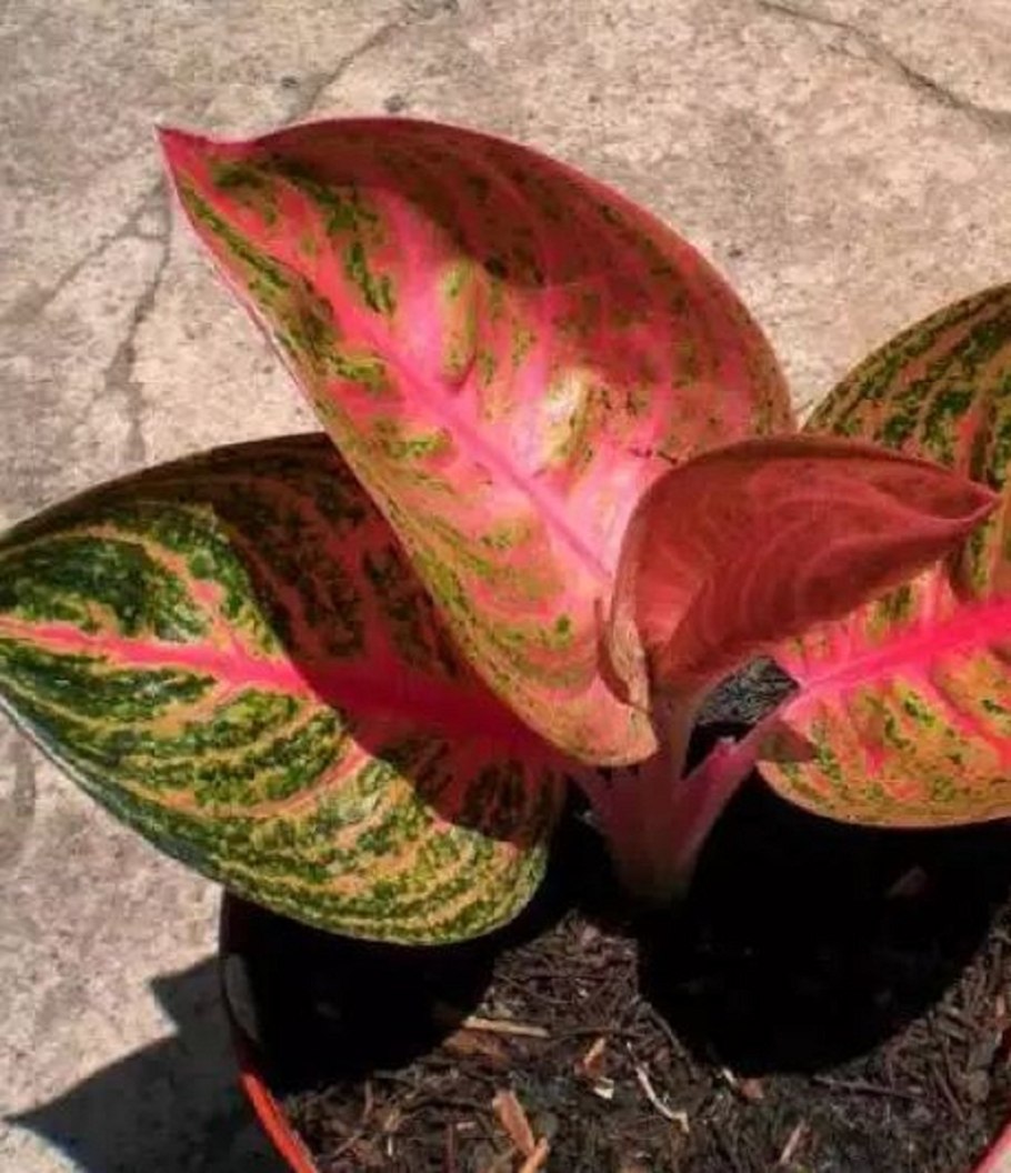 Киви Вайт и Сиам парагон один сорт