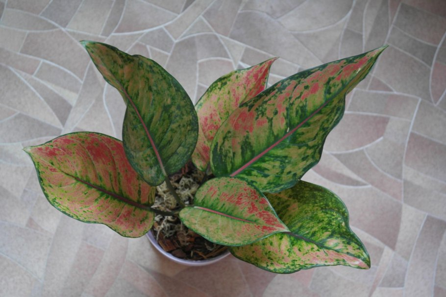 Аглаонема маранта