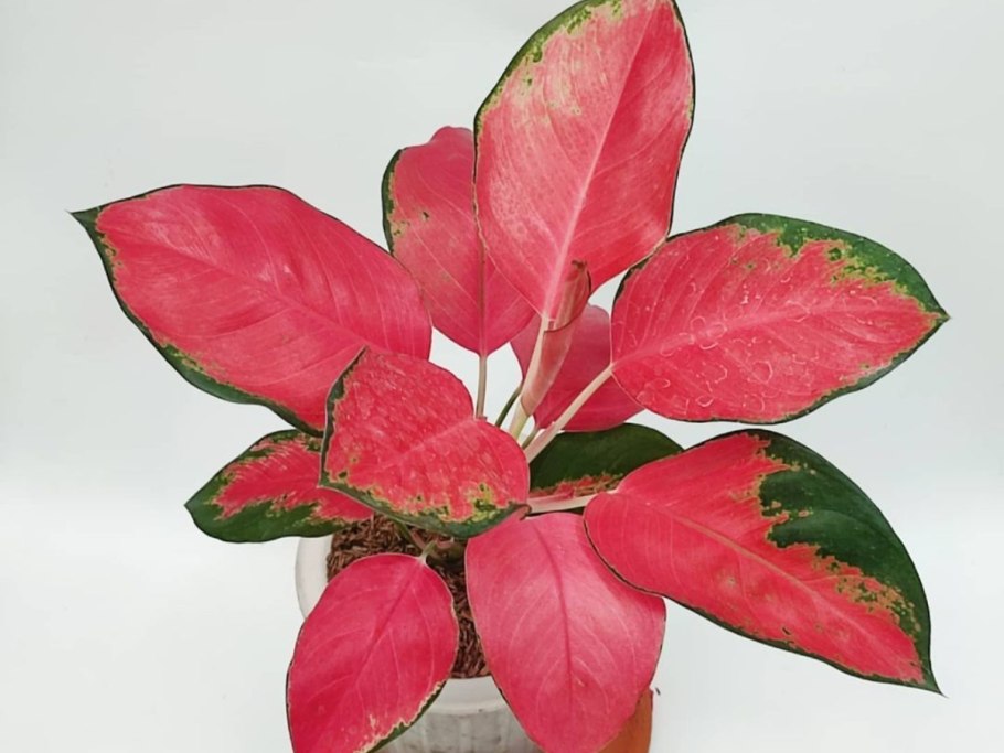 Аглаонема Леон