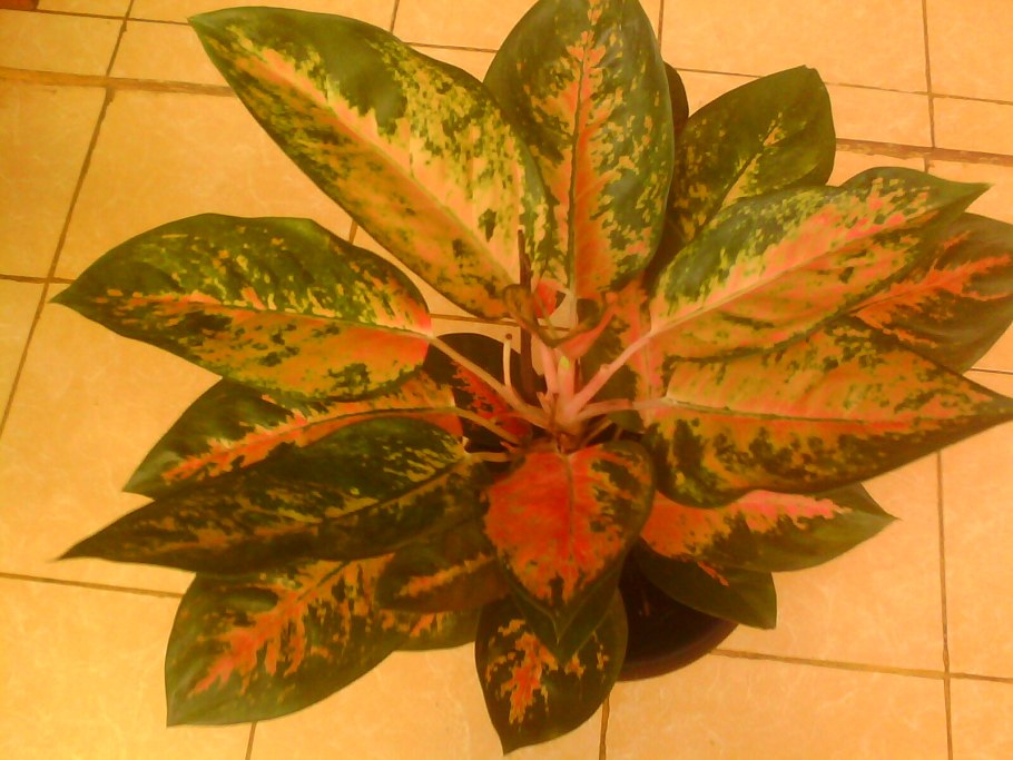 Калатея уши слона