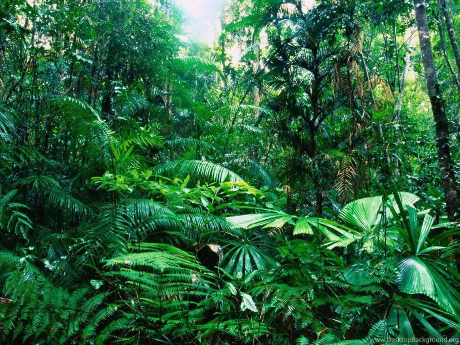 Пуэрто Рико национальный парк Эль-Юнке