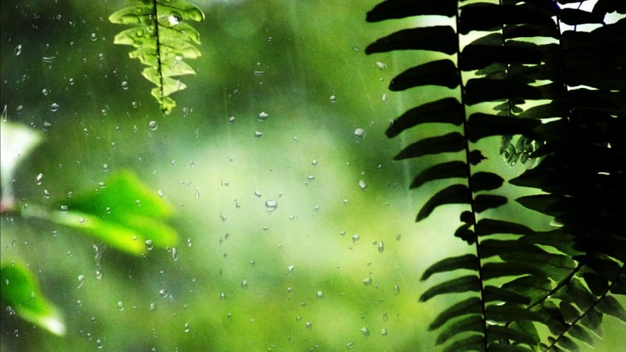 Монстера в джунглях