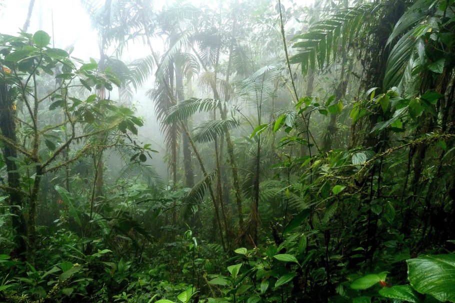 Дождевые леса восточного побережья Австралии