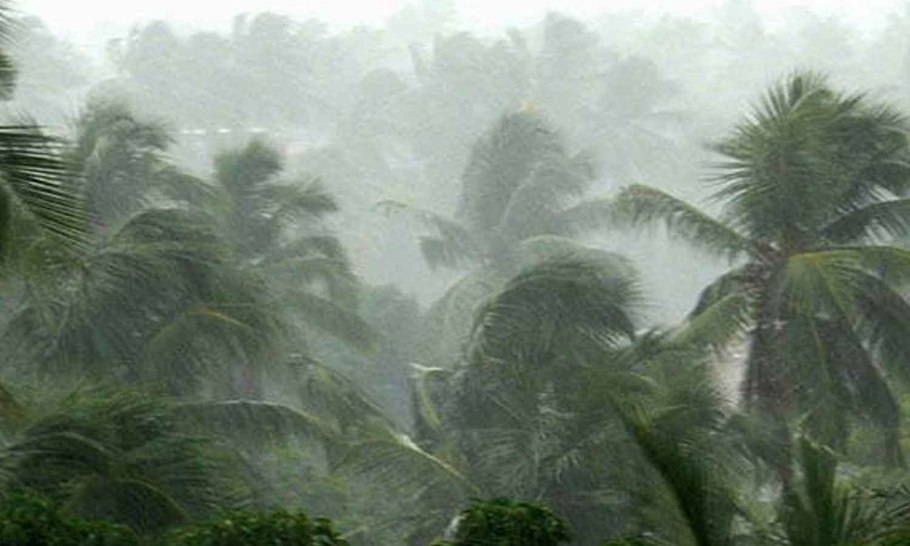 Туманные тропические леса
