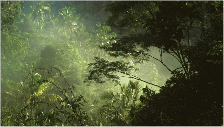 Тропические дождевые леса Африка